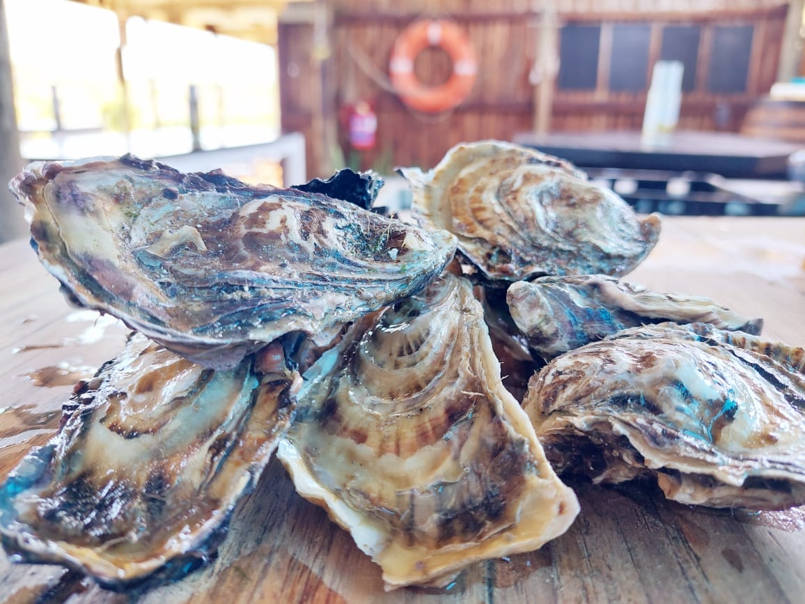 Fresh oysters at Oysters R Us, the best seafood restaurant in Wilderness.